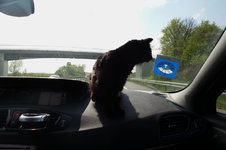 meine reisekatze01.webp