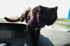 meine reisekatze02.webp