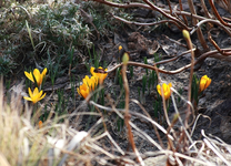 erste Krokusse_orange blühend_640.webp