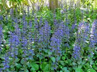 3. Garden (60)v.webp