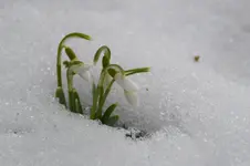 Winter_0005.webp