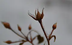 Winter_0008.webp