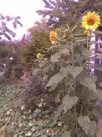 Bild059.webp