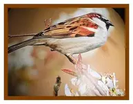 017.webp