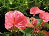Bild 292.webp