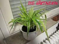 IMG_1071.webp