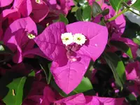 IMG_4958v.webp
