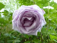 P1080280.webp