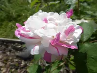 P1090641.webp