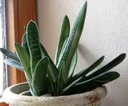 DSCN7043.webp