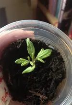 gemeinte Paprika 3.webp