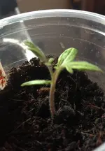 Gemeinte Paprika.webp