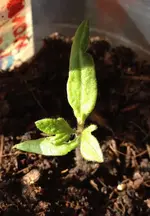 gemeinte Paprika2.webp
