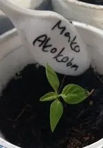 Makro Akokoban.webp