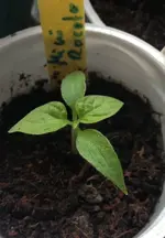 Mini Rocoto.webp