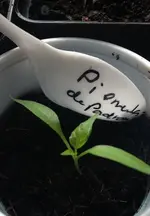 Piementa de Padron.webp