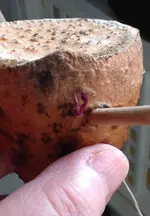 Süsskartoffel.webp