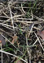 Schnittlauch.webp