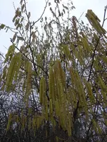 P1270420.webp