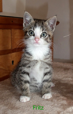 Fritz 26.10.-02-1.webp