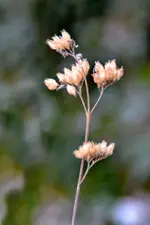 DSC_8857x.webp