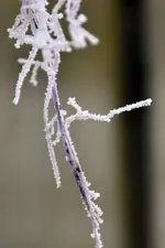 DSC_9215.webp