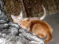 CIMG4213.webp
