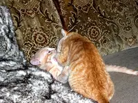 CIMG4215.webp