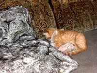 CIMG4224.webp