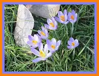 116.webp