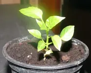 Paprika nachwuchs.webp