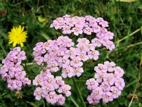 IMG_4440v.webp