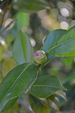 DSC_3571.webp