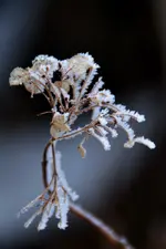 DSC_9195a.webp