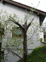Obstbaumveredelung Pflaume.webp