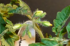 Gartenperle Blüte.webp