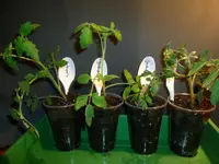 Gartenperle.webp