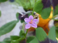 P1130921.webp