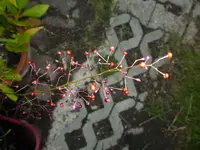 P1200230.webp