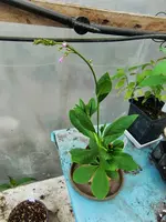 CIMG8455.webp