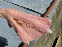 Copy of IMG_3049.webp