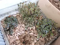 DSCN0208.webp
