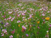 pink (3).webp