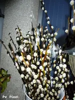P1000981.webp