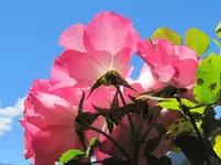 IMG_4131v.webp