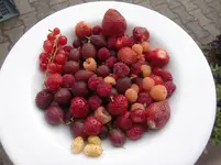 CIMG7466.webp