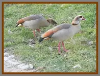 115.webp