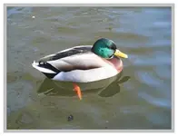 106.webp