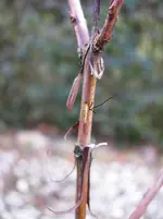 lagerstoemia.webp
