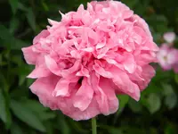 DSCN8891.webp